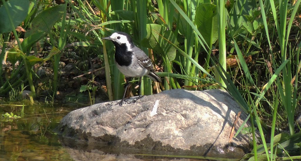 Pliszka siwa (Motacilla alba)