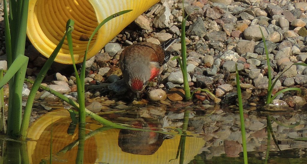 Makolągwa zwyczajna, makolągwa (Carduelis cannabina)