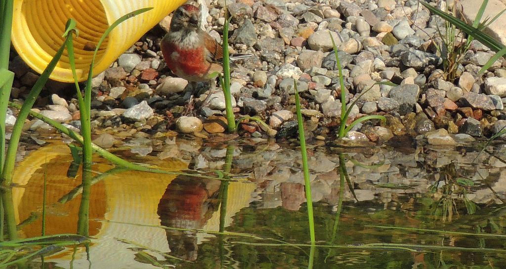 Makolągwa zwyczajna, makolągwa (Carduelis cannabina)