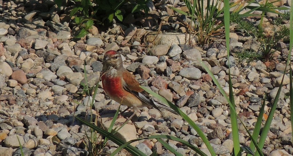 Makolągwa zwyczajna, makolągwa (Carduelis cannabina)