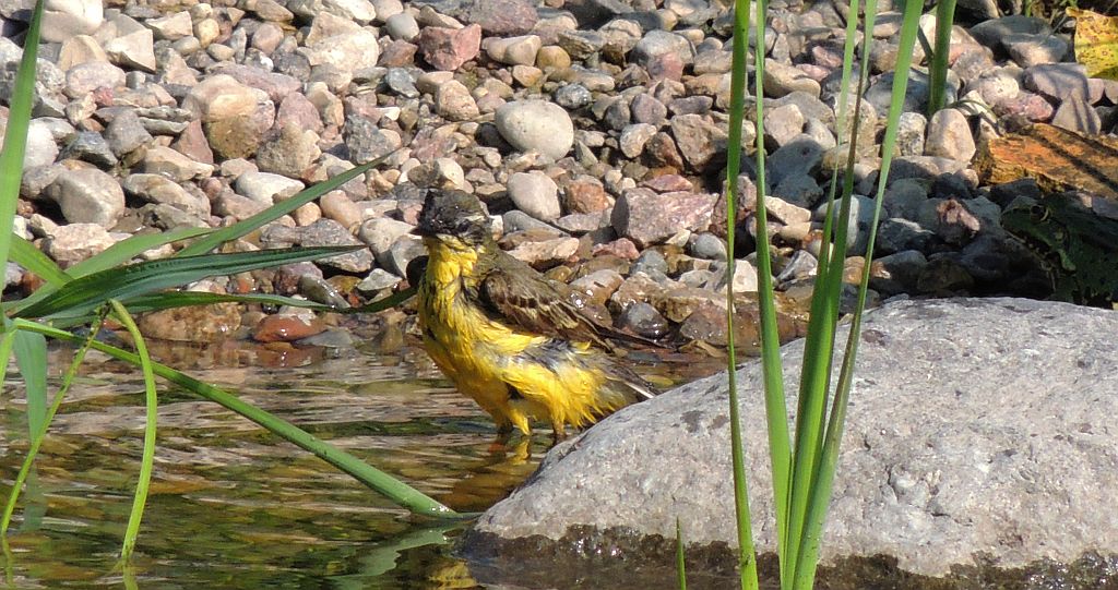 Pliszka żółta, wolarka (Motacilla flava)