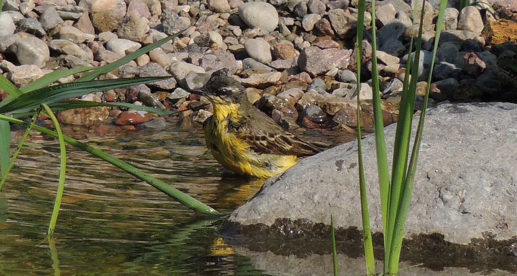 Pliszka żółta, wolarka (Motacilla flava)