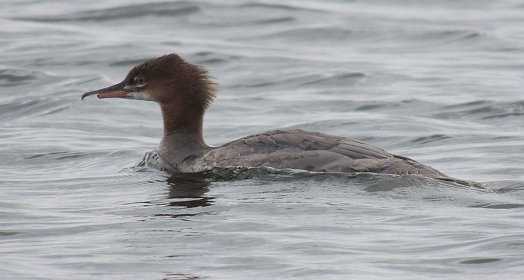 Nurogęś, tracz nurogęś (Mergus merganser)