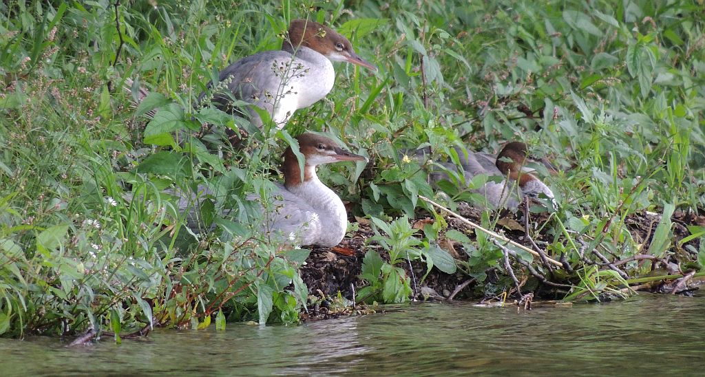 Nurogęś, tracz nurogęś (Mergus merganser)