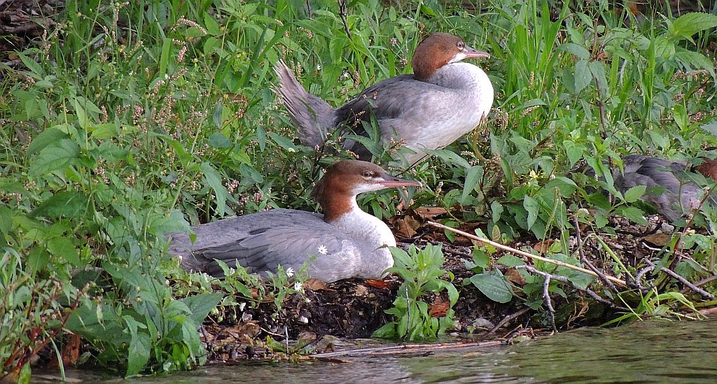 Nurogęś, tracz nurogęś (Mergus merganser)
