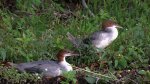 Nurogęś, tracz nurogęś (Mergus merganser)