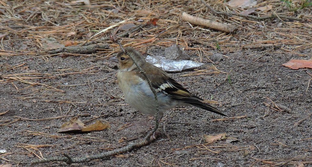 Zięba zwyczajna (Fringilla coelebs)