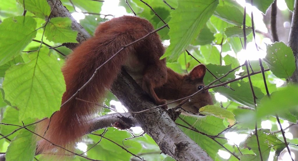 Wiewiórka pospolita, wiewiórka ruda (Sciurus vulgaris)