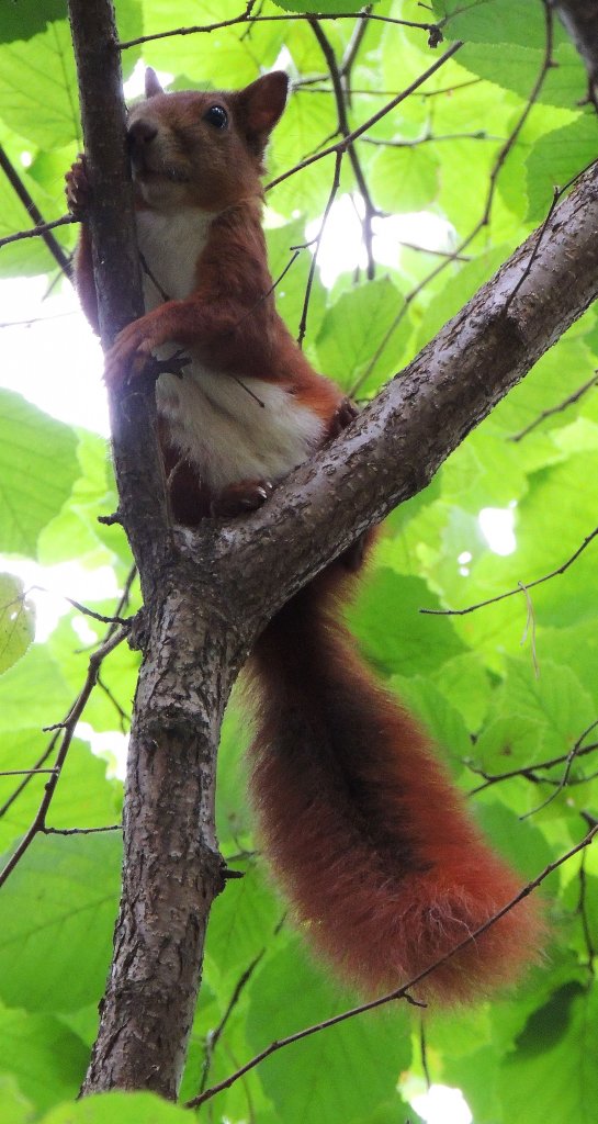Wiewiórka pospolita, wiewiórka ruda (Sciurus vulgaris)