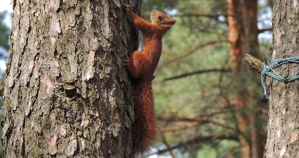 Wiewiórka pospolita, wiewiórka ruda (Sciurus vulgaris)