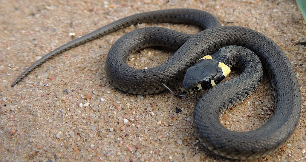 Zaskroniec zwyczajny (Natrix natrix)