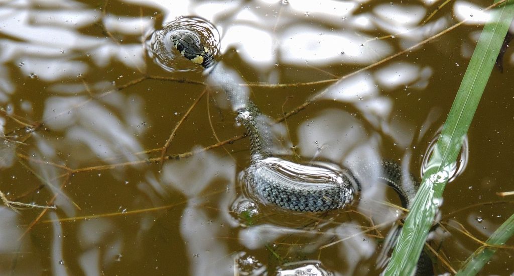 Zaskroniec zwyczajny (Natrix natrix)