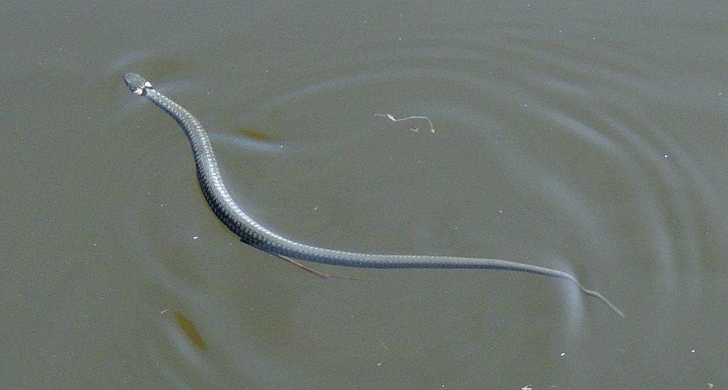 Zaskroniec zwyczajny (Natrix natrix)