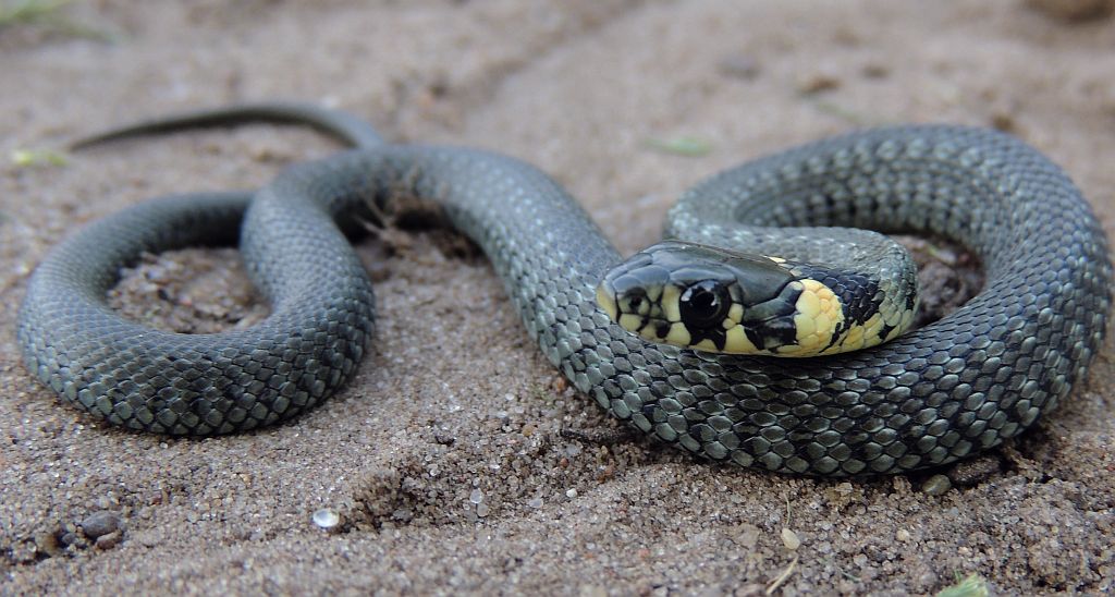 Zaskroniec zwyczajny (Natrix natrix)