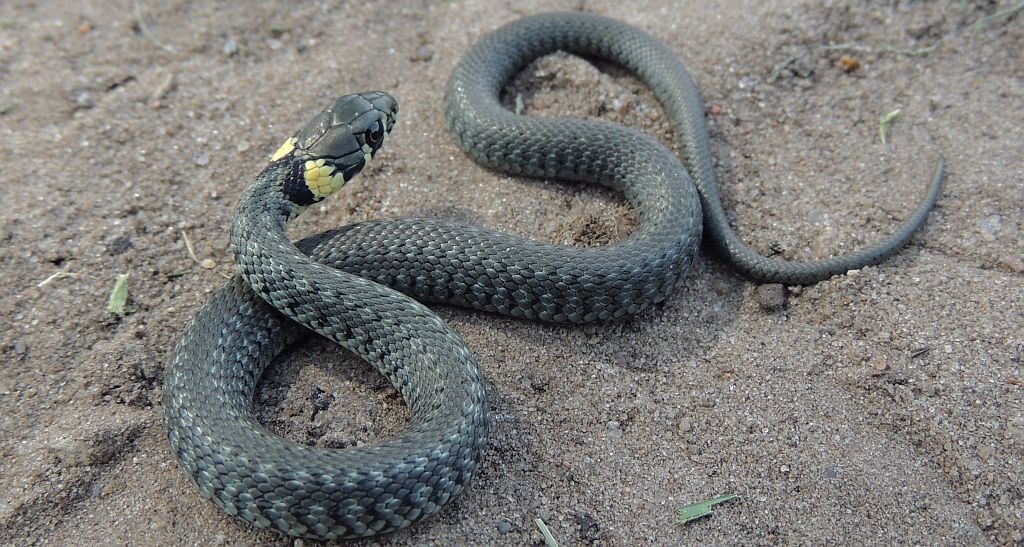 Zaskroniec zwyczajny (Natrix natrix)