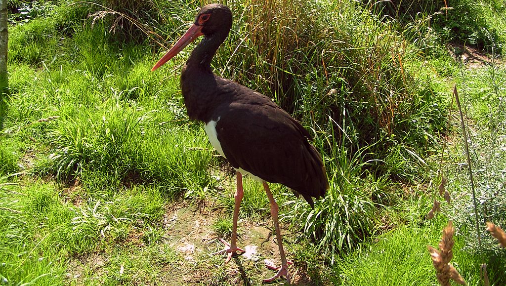 Bocian czarny, hajstra (Ciconia nigra)