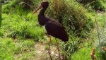 Bocian czarny, hajstra (Ciconia nigra)