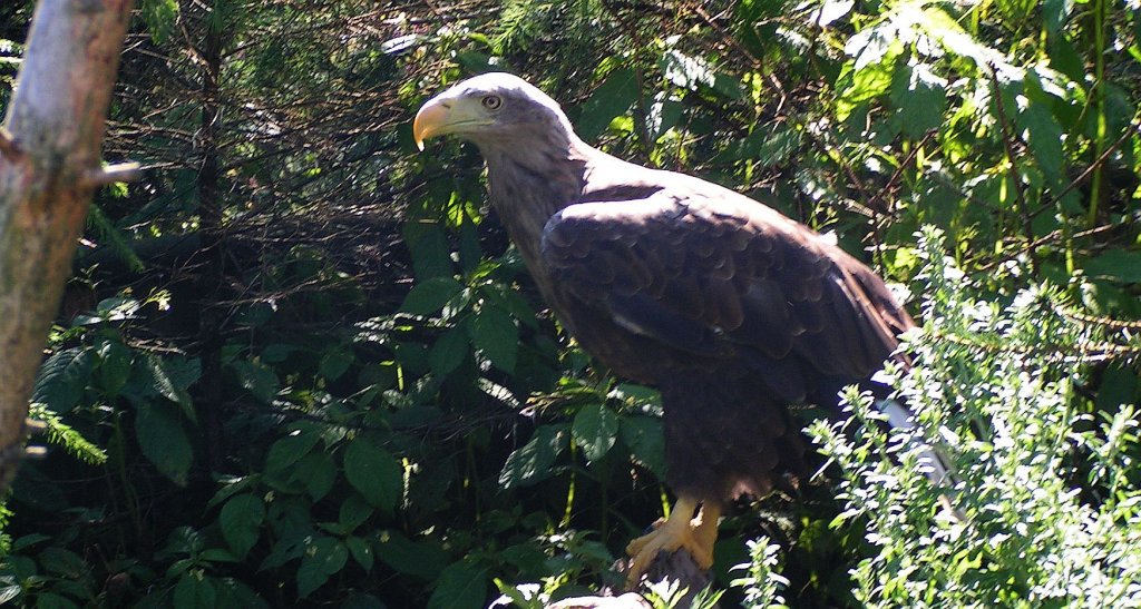 Bielik zwyczajny, bielik (Haliaeetus albicilla)