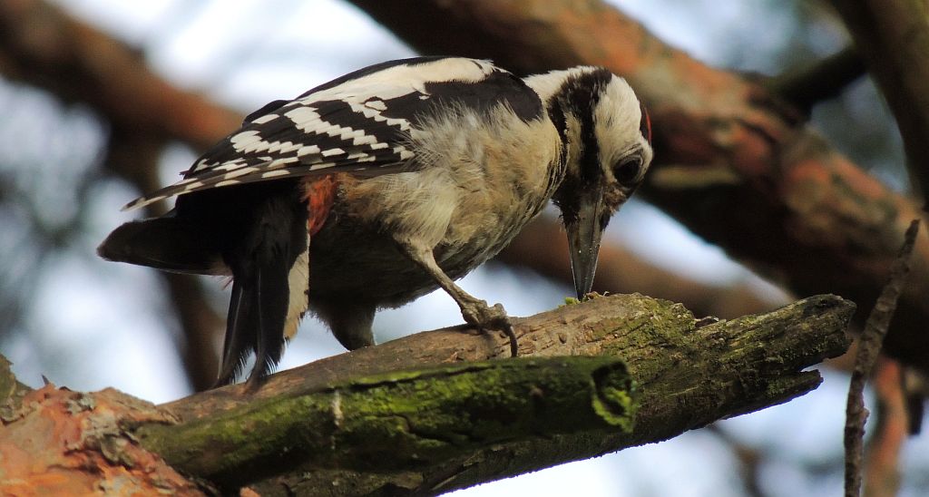 Dzięcioł duży (Dendrocopos major)