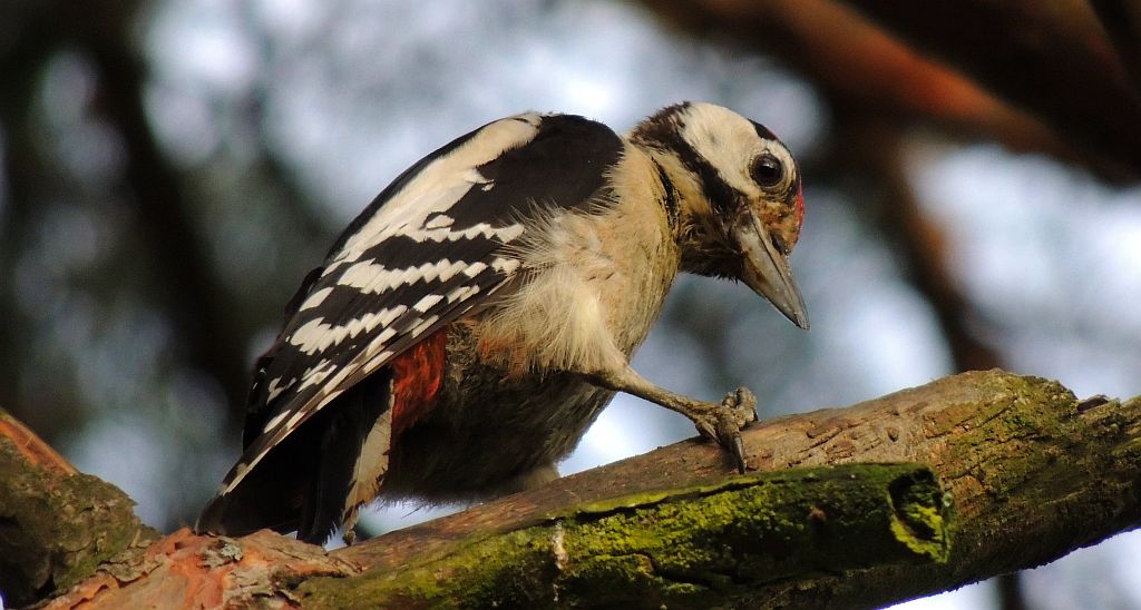 Dzięcioł duży (Dendrocopos major)