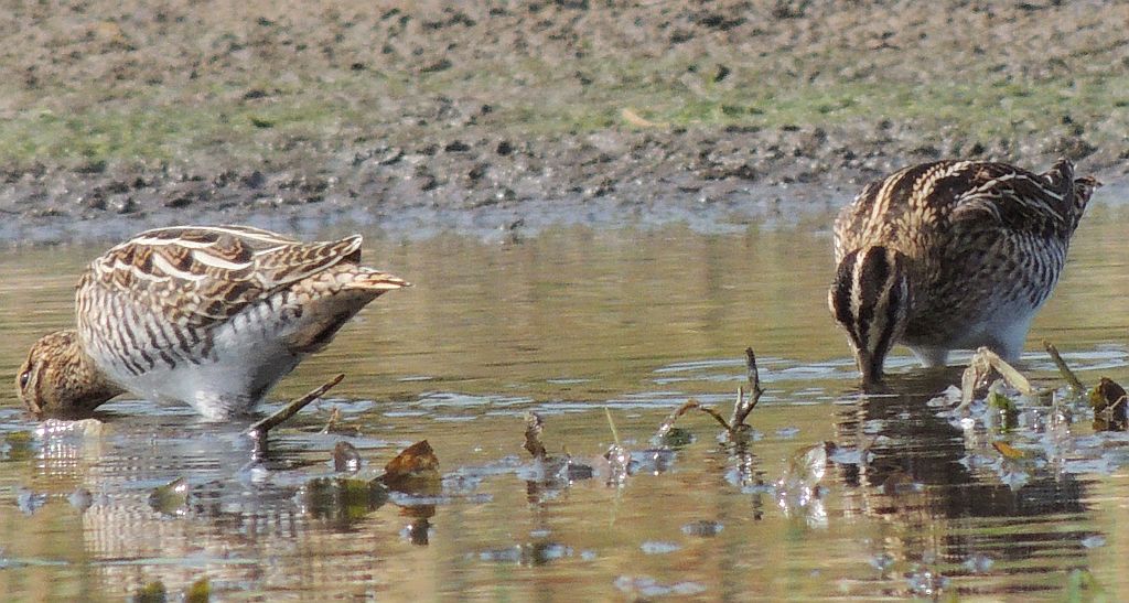 Bekas kszyk, kszyk (Gallinago gallinago)