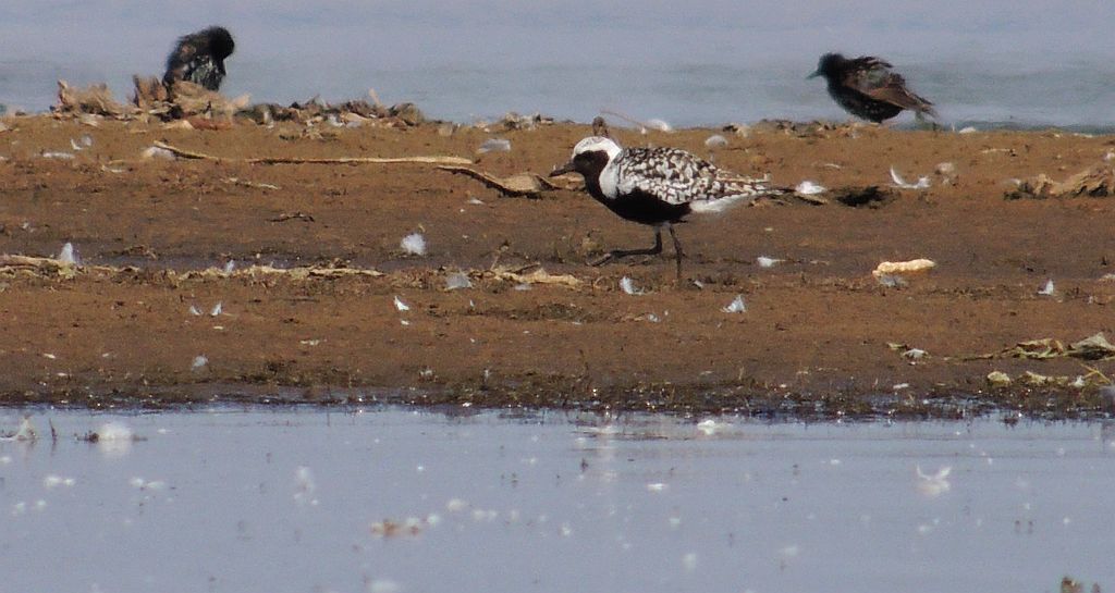 Siewnica (Pluvialis squatarola)