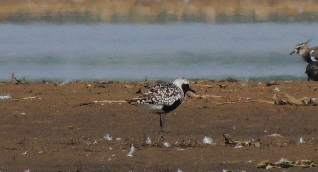 Siewnica (Pluvialis squatarola)