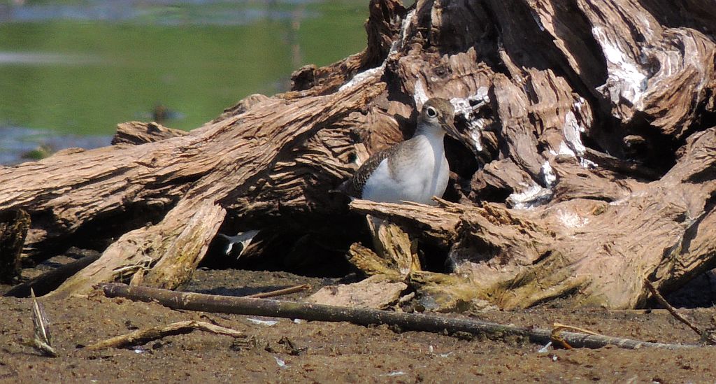 Brodziec piskliwy (Actitis hypoleucos)