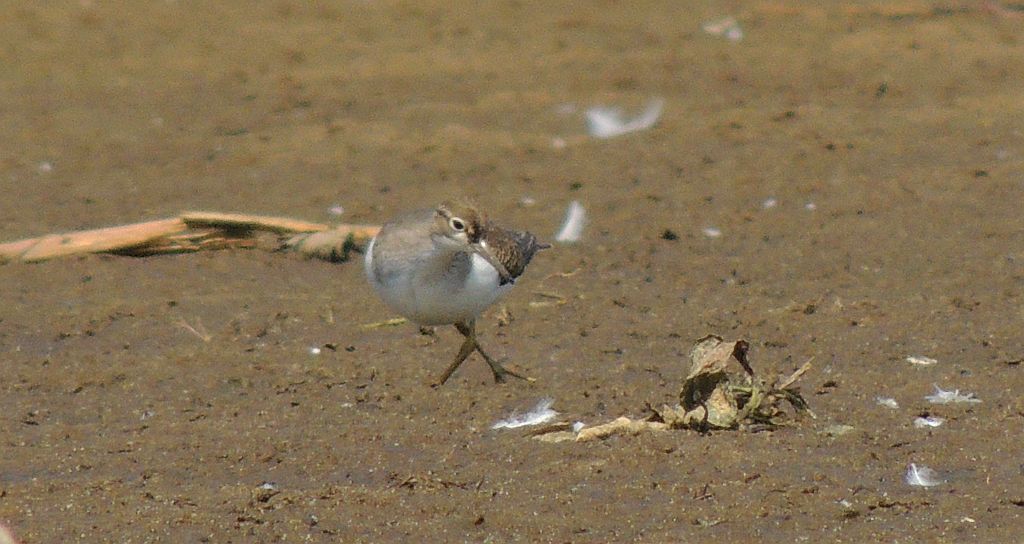 Brodziec piskliwy (Actitis hypoleucos)