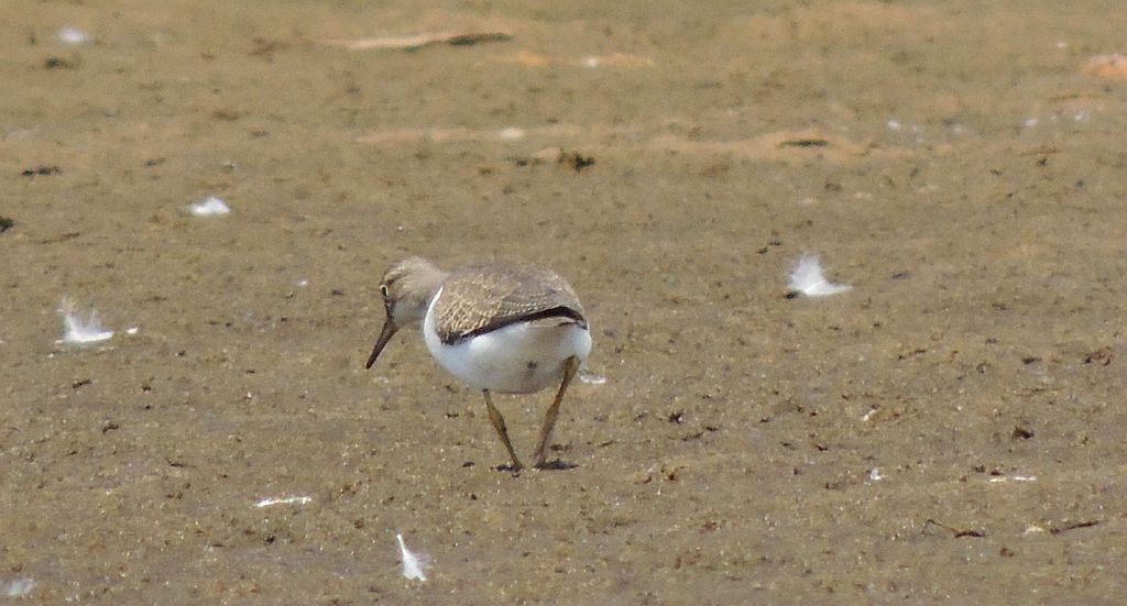 Brodziec piskliwy (Actitis hypoleucos)