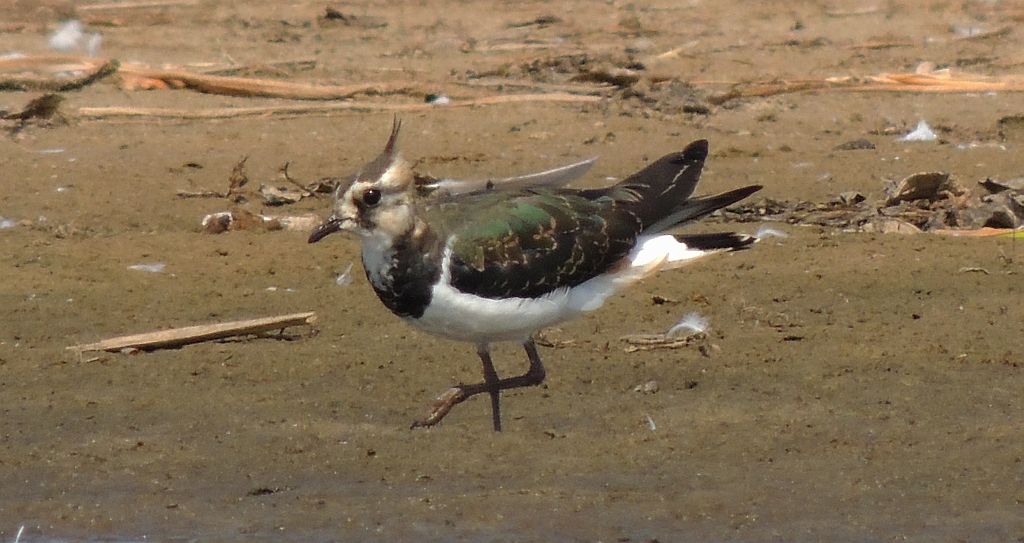 Czajka zwyczajna, czajka, czajka pospolita (Vanellus vanellus)