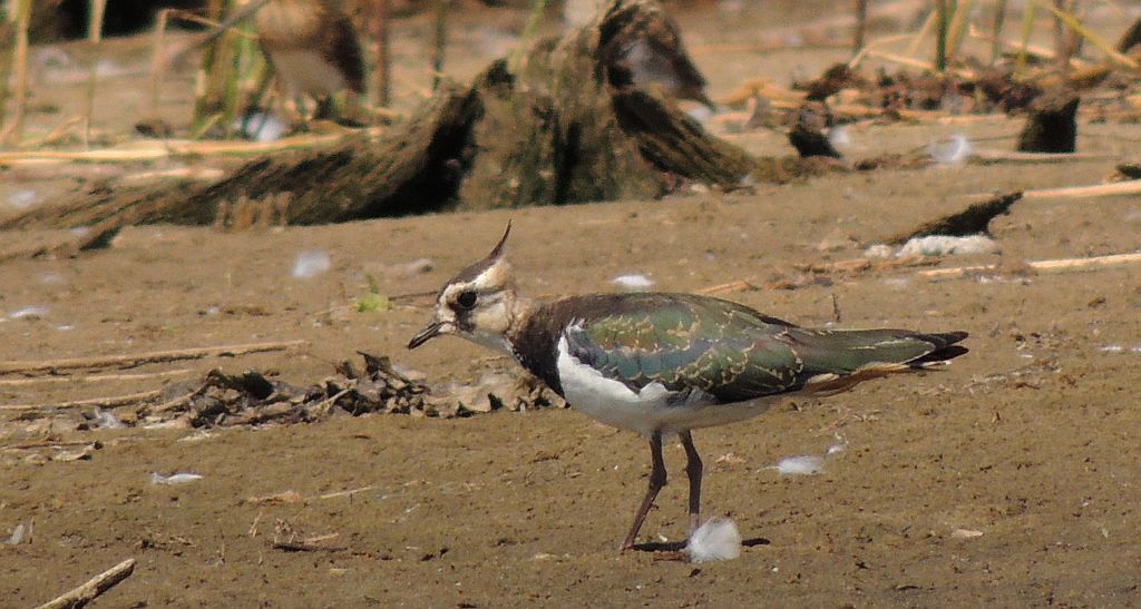 Czajka zwyczajna, czajka, czajka pospolita (Vanellus vanellus)