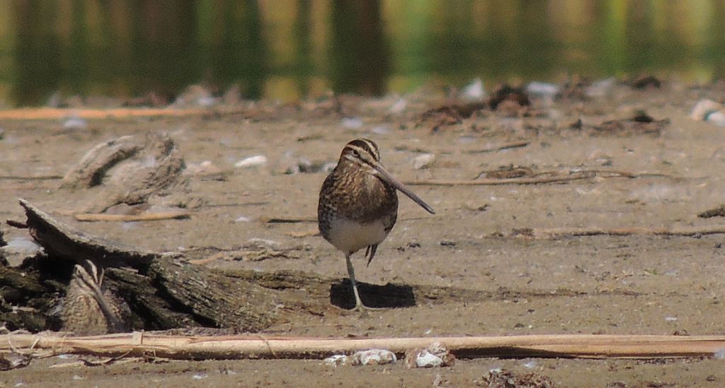Bekas kszyk, kszyk (Gallinago gallinago)