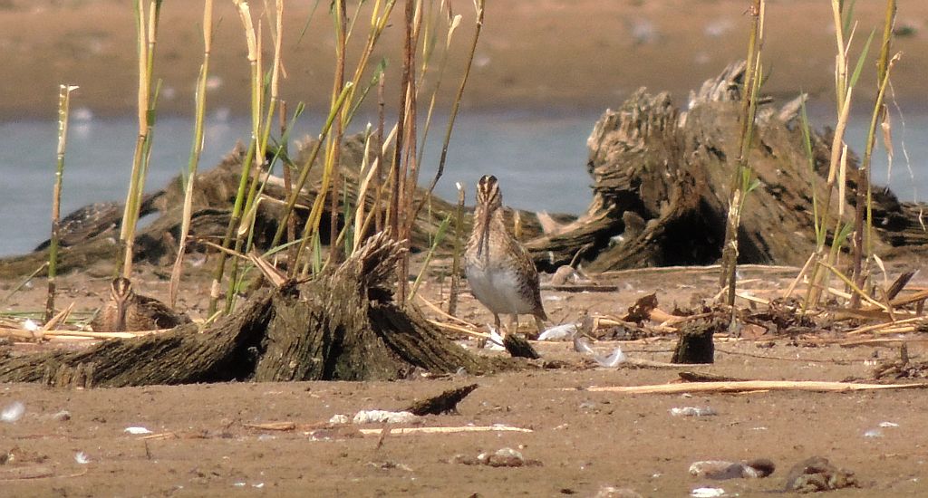 Bekas kszyk, kszyk (Gallinago gallinago)
