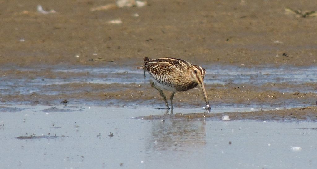 Bekas kszyk, kszyk (Gallinago gallinago)
