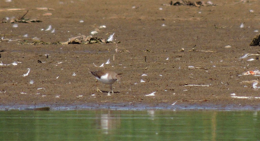 Brodziec piskliwy (Actitis hypoleucos)