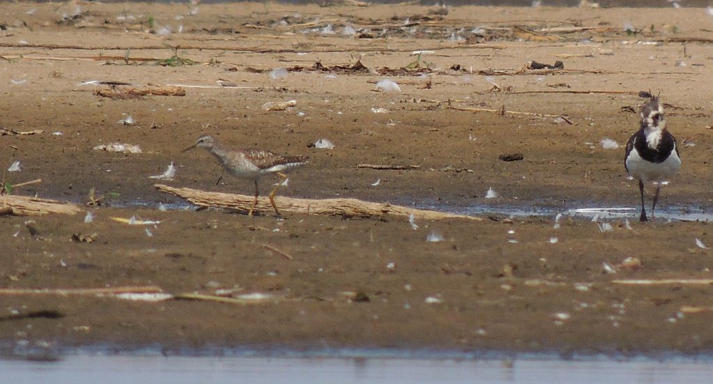 Łęczak (Tringa glareola)