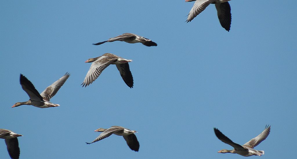 Gęś gęgawa, gęgawa (Anser anser)