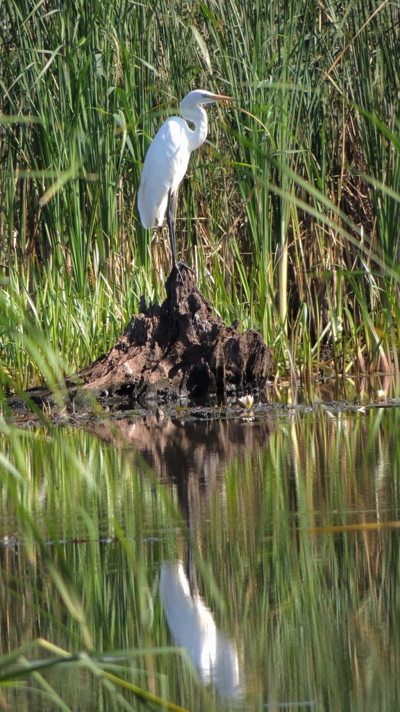 Czapla biała (Ardea alba)