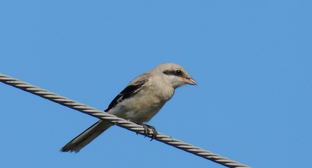 Srokosz, dzierzba srokosz (Lanius excubitor)