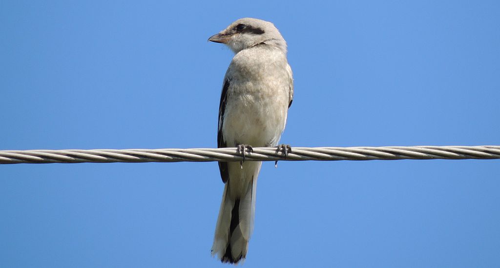 Srokosz, dzierzba srokosz (Lanius excubitor)