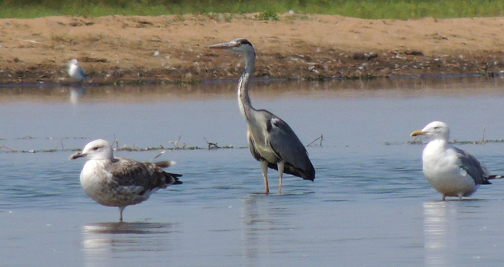 Czapla siwa (Ardea cinerea) i mewa srebrzysta (Larus argentatus)