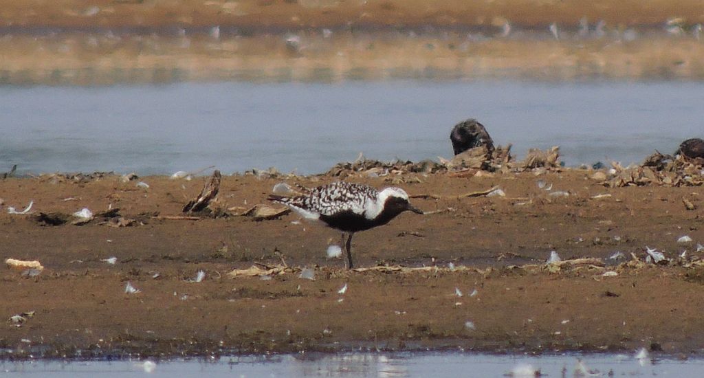 Siewnica (Pluvialis squatarola)