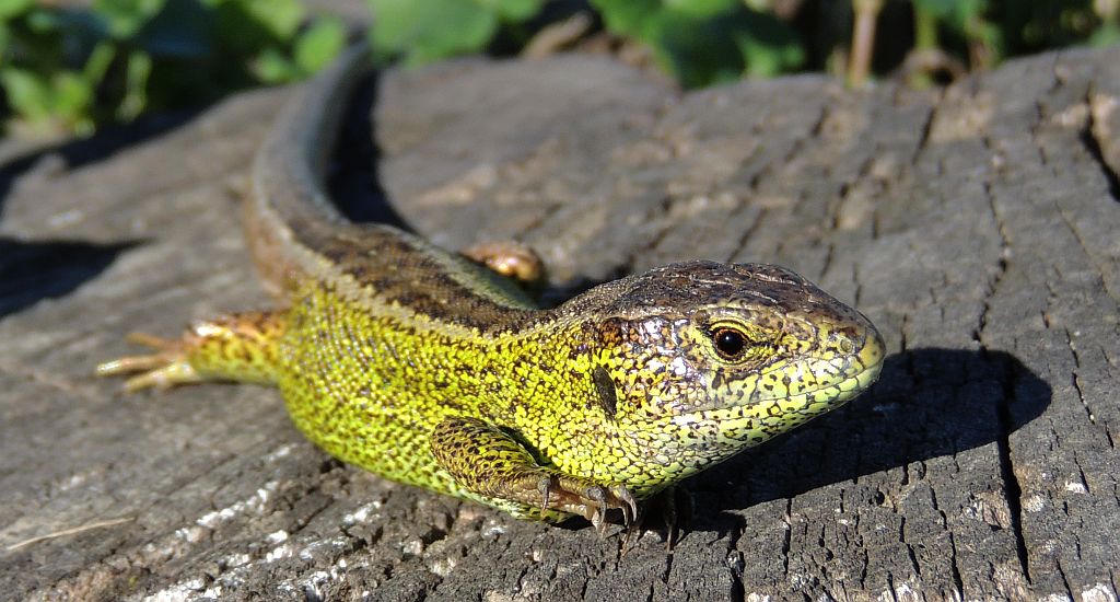 Jaszczurka zwinka (Lacerta agilis)