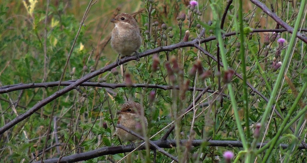 Gąsiorek, dzierzba gąsiorek (Lanius collurio)