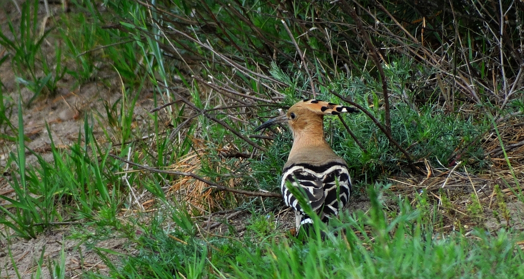 Dudek, dudek zwyczajny (Upupa epops)