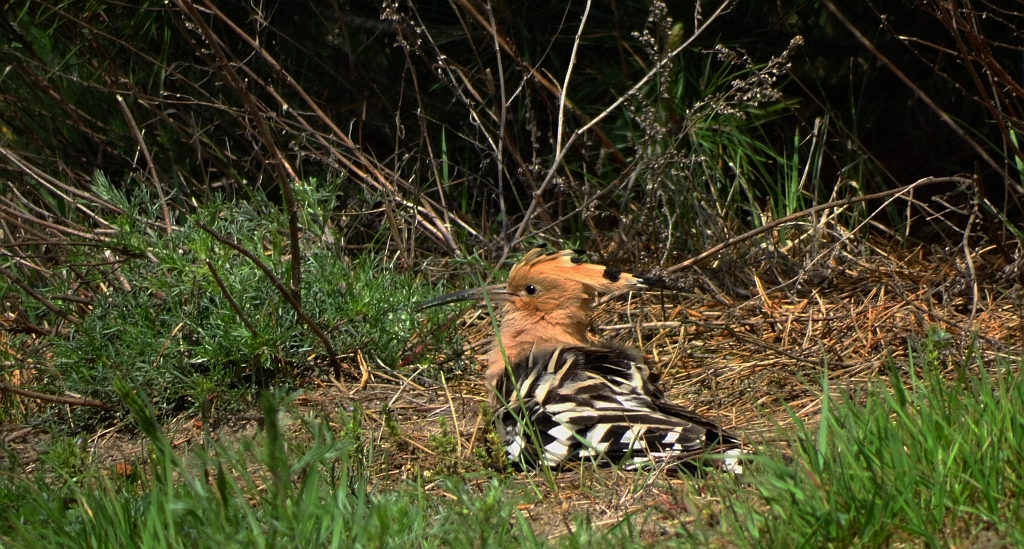 Dudek, dudek zwyczajny (Upupa epops)