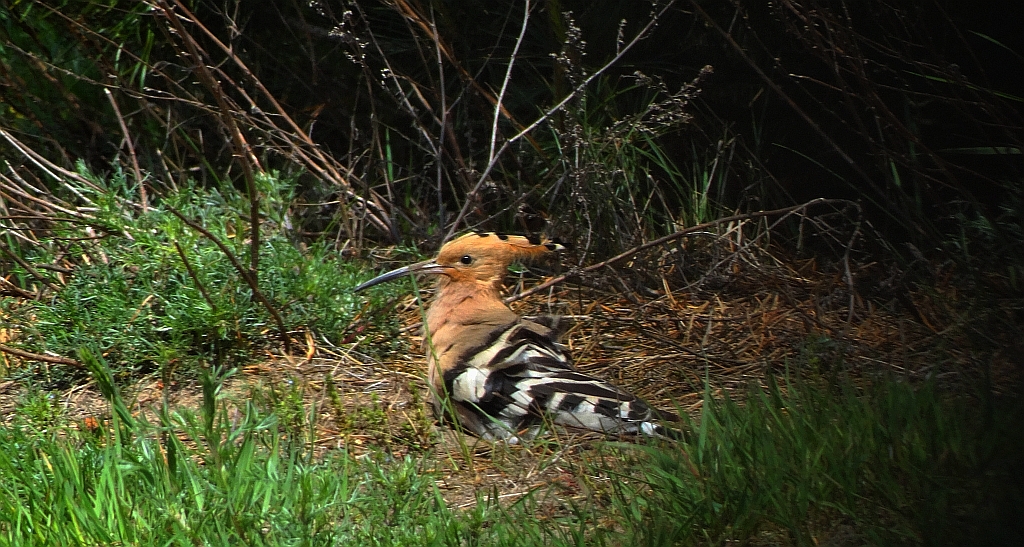 Dudek, dudek zwyczajny (Upupa epops)