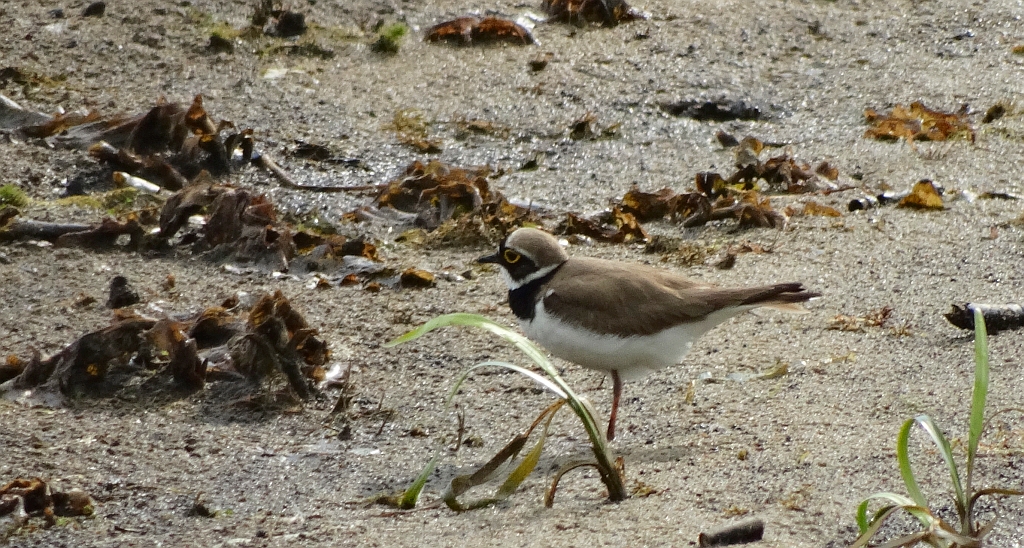 Sieweczka obrożna (Charadrius hiaticula)