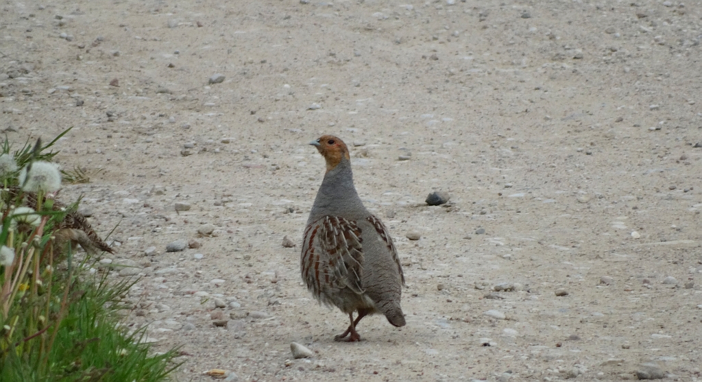 Kuropatwa zwyczajna, kuropatwa (Perdix perdix)